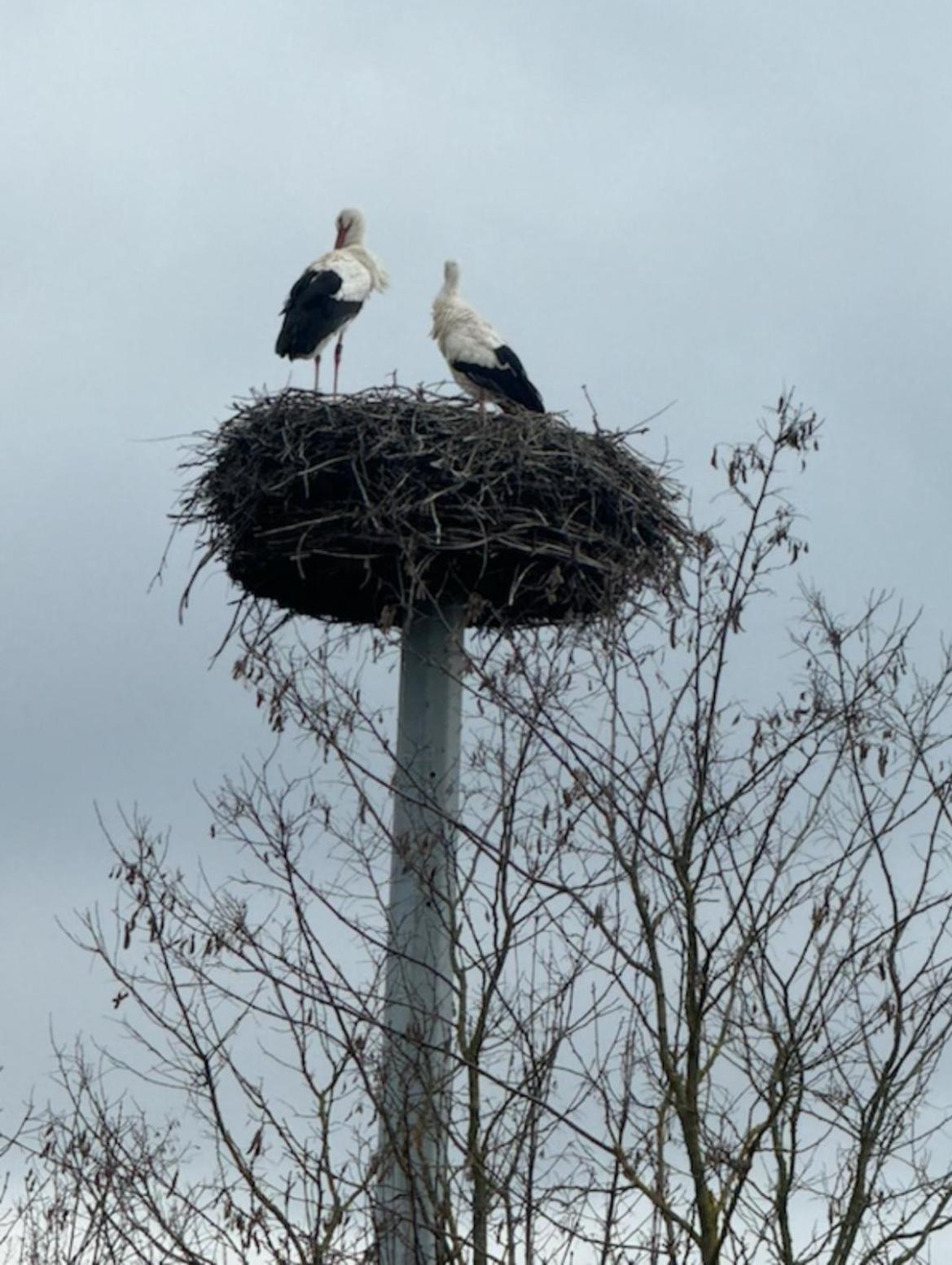 Ferienhaus Hoffmann Am Rheinbogen Altlussheim Luaran gambar